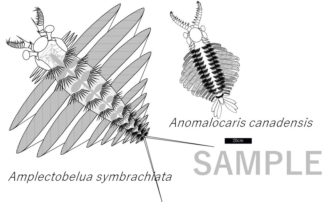 There are many anomolacarids, this is a couple of them. #FossilFriday