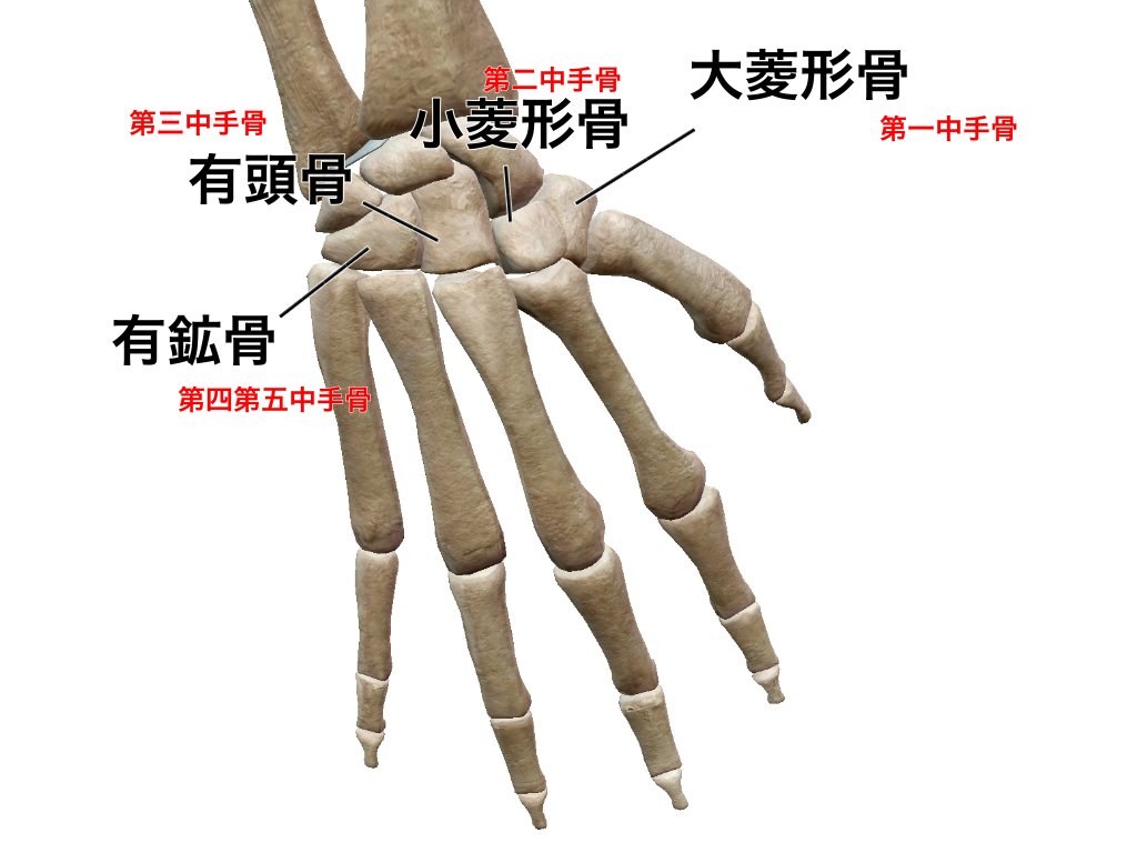一社 日本治療家研究所 Prt療法 思いっきり解剖学 A Twitter 手根骨と中手骨 意外と覚えにくい手根骨と中手骨の位置関係 しかし 手根骨骨折の時の鑑別には必要な知識になりますので 是非 覚えていきましょう 大菱形骨 第一中手骨 小菱形骨 第二中手骨 有
