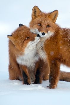 🦊