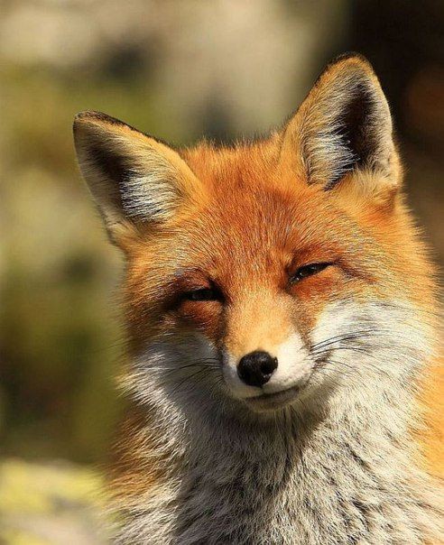 🦊