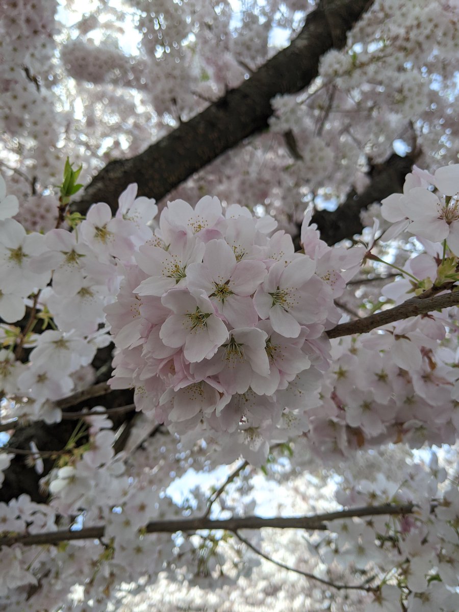 Pink snow season! #CherryBlossoms  #CherryBlossomDaily
