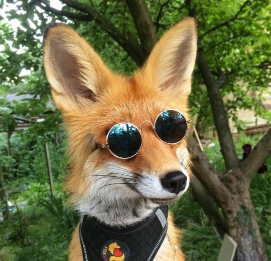 🦊