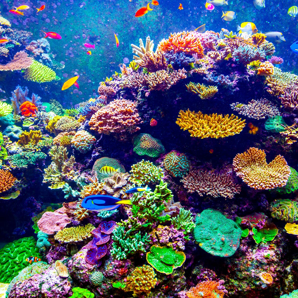 StritchEcology's tweet photo. Fun Fact: Coral reefs are busy underwater ecosystems. Some people call them the “rainforests of the sea.” The corals look like rocks but actually are animals. They have hard calcium carbonate skeletons like clams. They form a base for lots of other organisms to live. 😃🌊🐠 https://t.co/0vN2WPKAkU