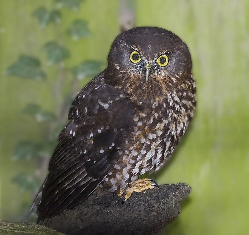 This is the morepork. Funny looking fella, isn't he?