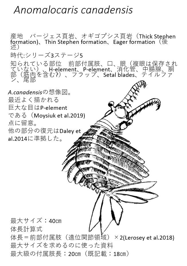 They have found at least one complete Anomalocaris fossil. #FossilFriday