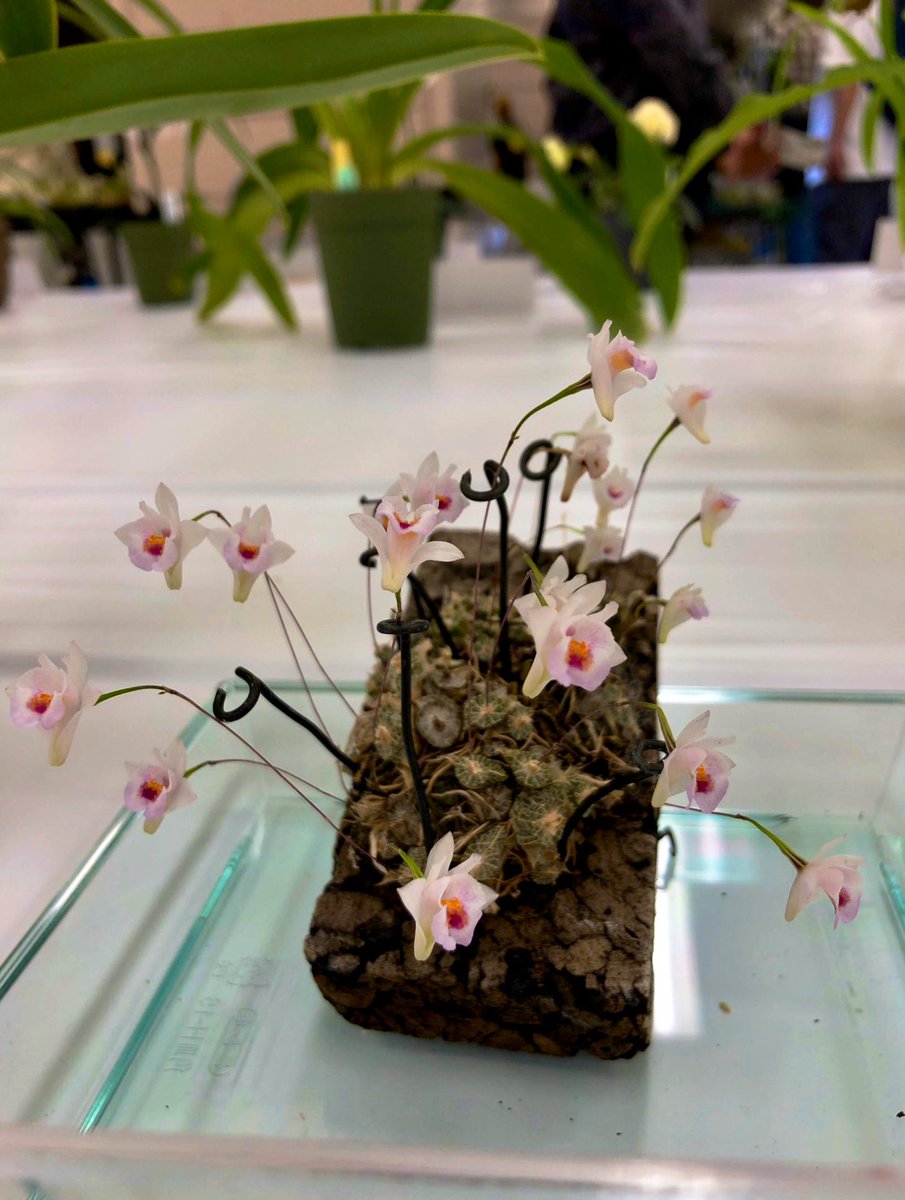 Yu ちなみに昨年のサンシャインで見てカワイイ と思い購入したのは2枚目の株 枯死してるね プラ水苔は凄く苦手でだいたい 枯らす プラ水苔って固さはどれくらいなの フワッと派と固植派といて それぞれの特性がわからぬ Yu ちなみに昨年のサンシャインで見てカワイイ と思い購入したのは2枚目の株 枯死してるね プラ水苔は凄く苦手でだいたい 枯らす プラ水苔って固さはどれくらいなの フワッと派と固植派といて それぞれの特性がわからぬ