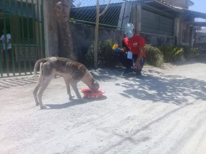 AKFanimalrescue's tweet photo. 1/3 We made an appeal to all of you, fellow advocates, to help us with the upkeep of our rescued dogs and we are sharing what we have received. https://t.co/ieYEdhKStw