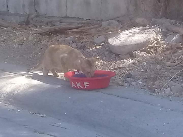 AKFanimalrescue's tweet photo. 1/3 We made an appeal to all of you, fellow advocates, to help us with the upkeep of our rescued dogs and we are sharing what we have received. https://t.co/ieYEdhKStw