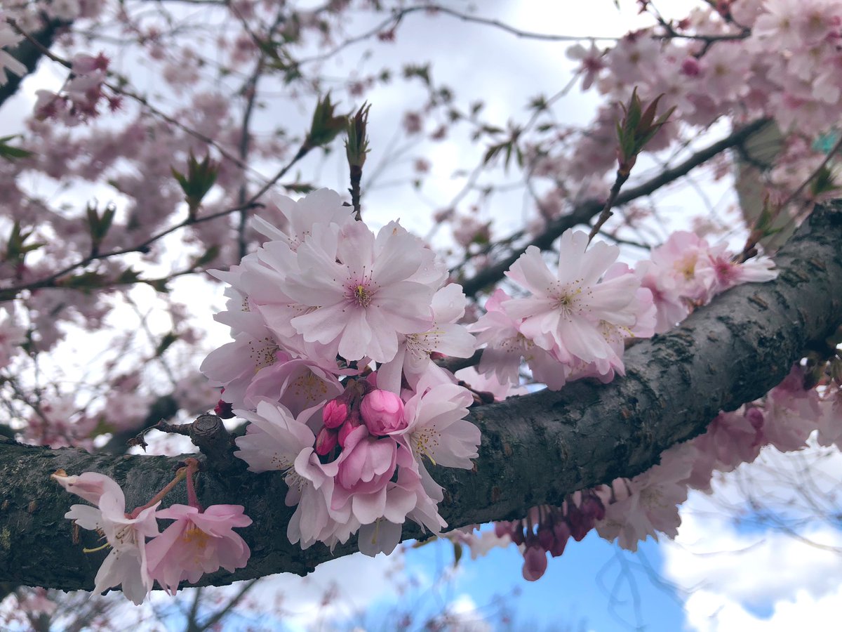 北雪酒造 公式 結桜可愛い