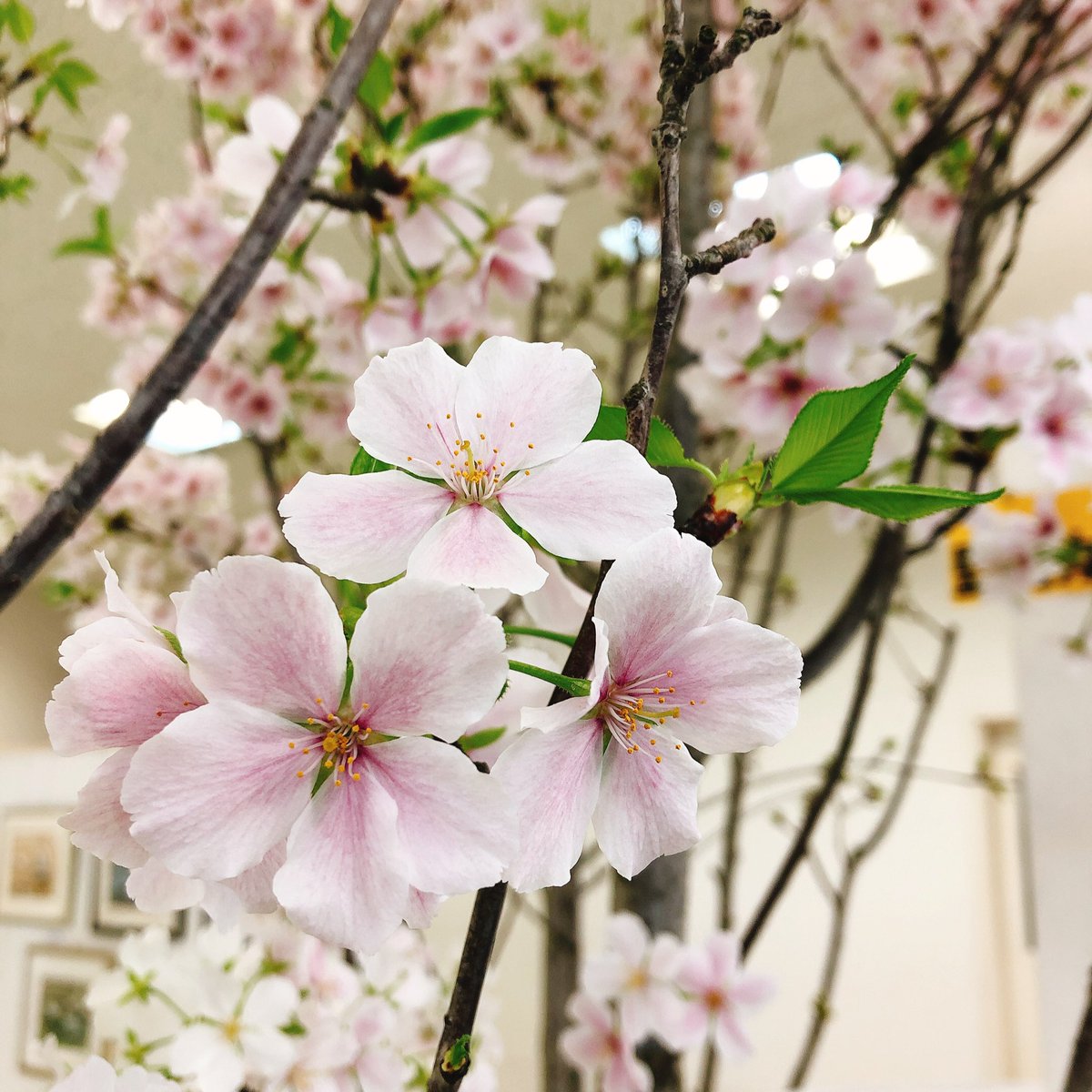 北雪酒造 公式 結桜可愛い