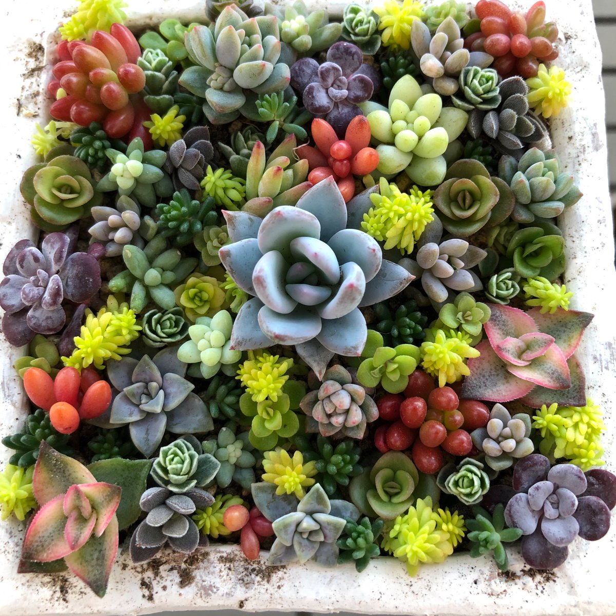 たか Twitter પર 寄せ植えです 大半がセダムでちまちま植えました 特に配色を気にせず 隙間を植えていきました 我が家のセダム 畑からたくさん出動し 全部で15種類使いました 多肉植物 セダム グラプトペダルム クラッスラ たか Twitter પર 寄せ植えです 大半がセダムでちまちま植えました 特に配色を気にせず 隙間を植えていきました 我が家のセダム 畑からたくさん出動し 全部で15種類使いました 多肉植物 セダム グラプトペダルム クラッスラ