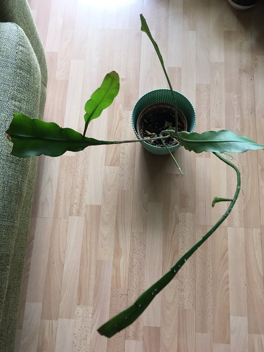  #postaplantaday epiphyllum cutting from my Mum. It has new growth/leaves. Not sure if the variety but Mum has had white flowers from this cactus m, which came out at night! I remember staying up at night to watch it bloom! Can’t get good pic of it without showing the messy flat!