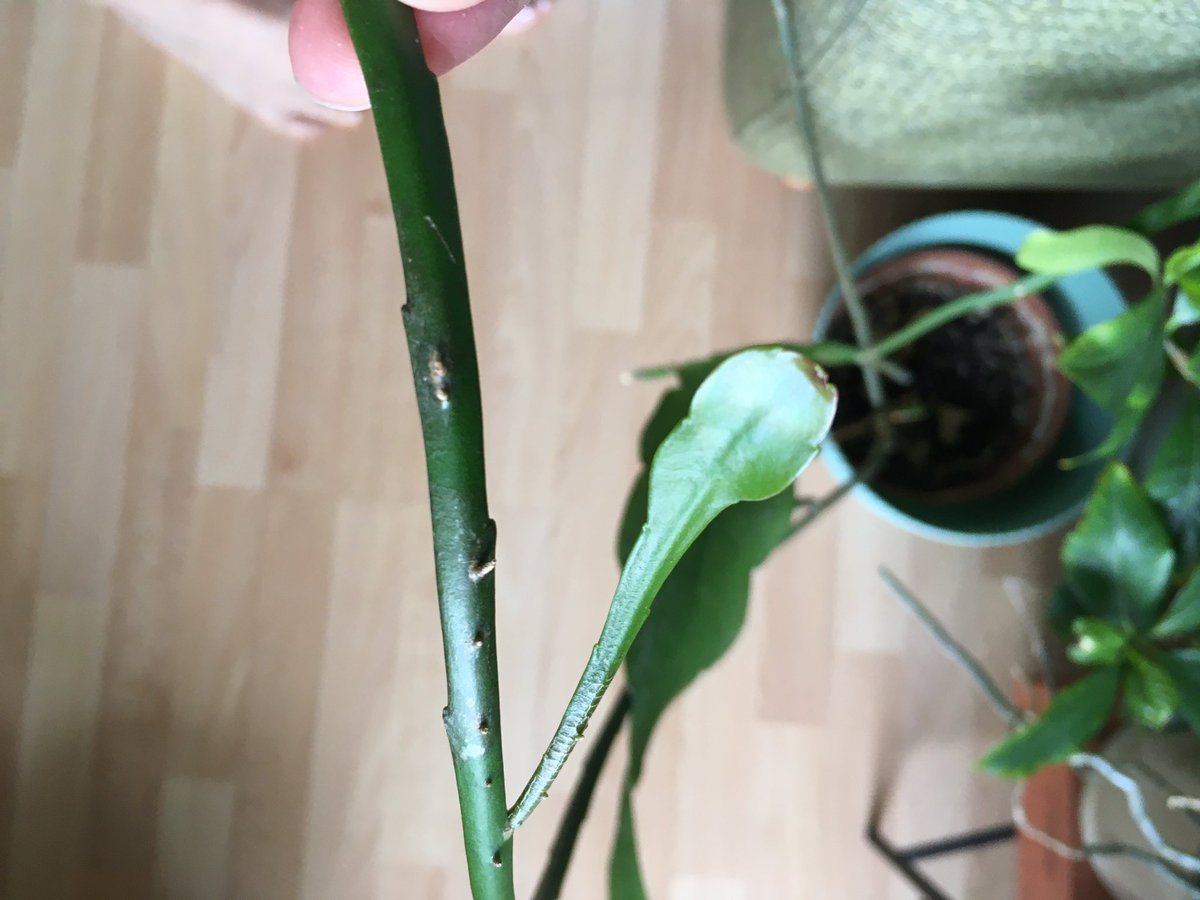  #postaplantaday epiphyllum cutting from my Mum. It has new growth/leaves. Not sure if the variety but Mum has had white flowers from this cactus m, which came out at night! I remember staying up at night to watch it bloom! Can’t get good pic of it without showing the messy flat!