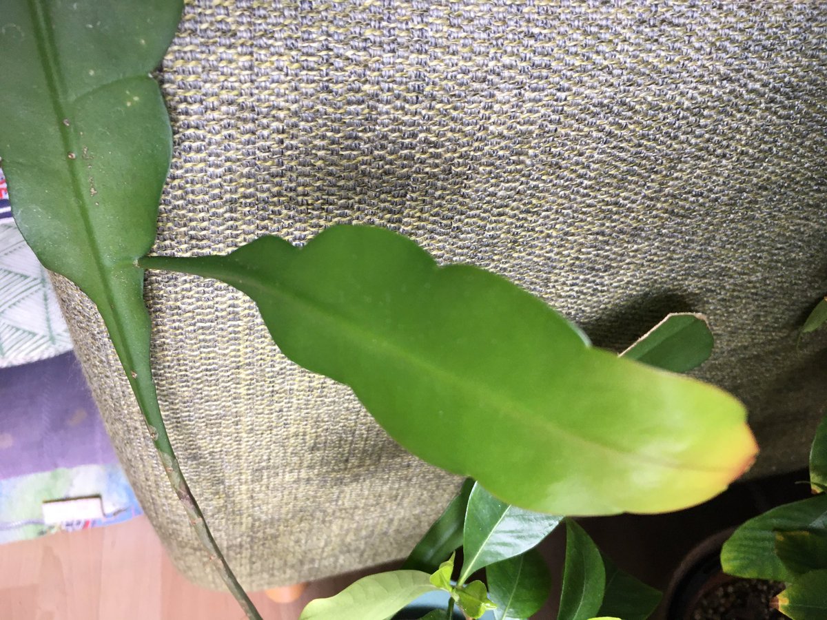  #postaplantaday epiphyllum cutting from my Mum. It has new growth/leaves. Not sure if the variety but Mum has had white flowers from this cactus m, which came out at night! I remember staying up at night to watch it bloom! Can’t get good pic of it without showing the messy flat!