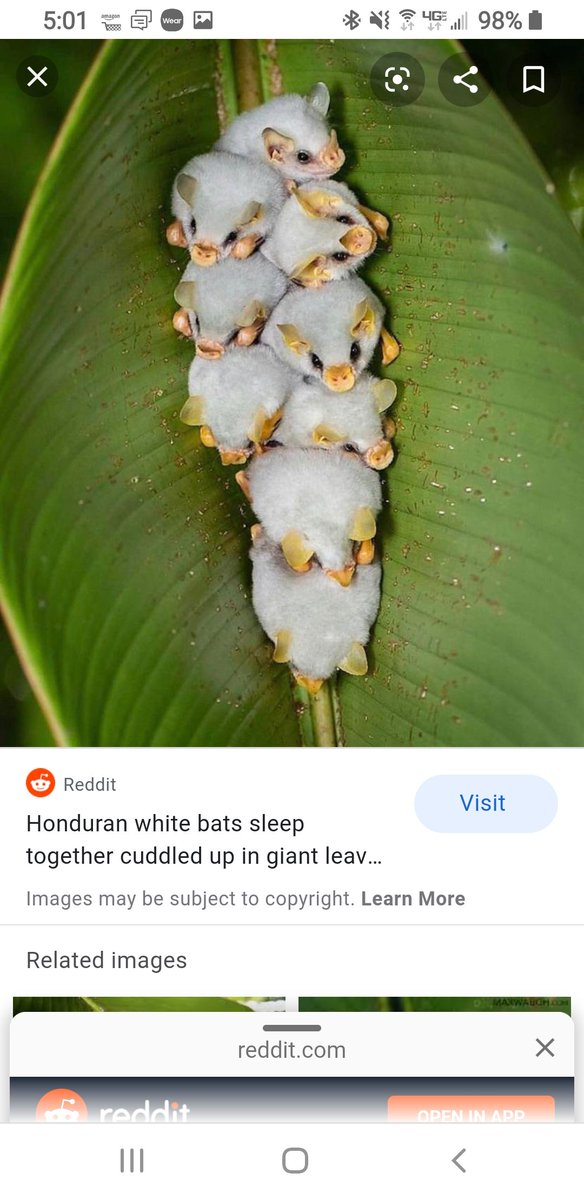 QueenSarahSatur's tweet photo. You guys?

#NotAllBats

These are Honduran White Bats. They sleep like this! https://t.co/jsat2uqRa7