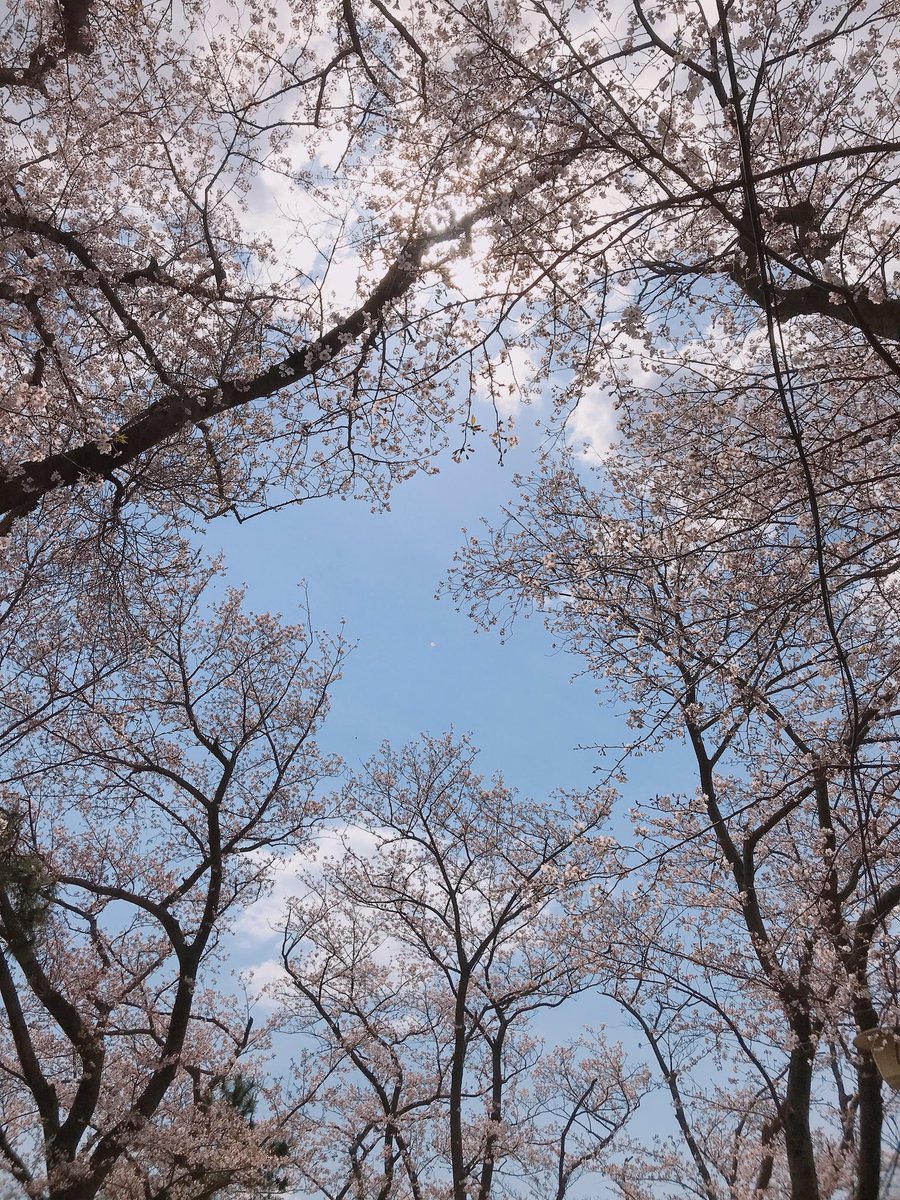 🌸