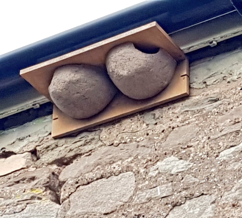 blackgull's tweet photo. House martins back in the hood 

Double en-suite refurbed. No need for mud. Insects aplenty. Quiet neighbours (out all night, back at dawn) https://t.co/E3mISZI8eC