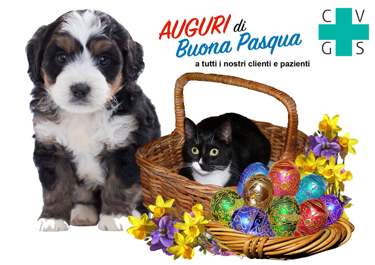 Clinica Veterinaria Gran Sasso (@clinicacvgs) on Twitter photo 