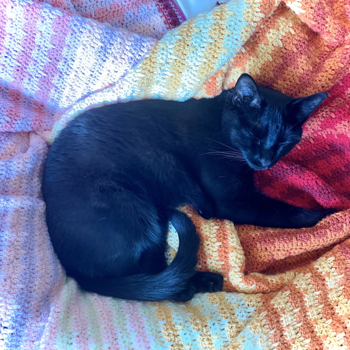ZoePercussion's tweet photo. So glad I finished making this blanket, ready for Pierrot to have a snooze on... #Caturday #blancat #blanket #NationalPetDay https://t.co/3ORGKJUeIe