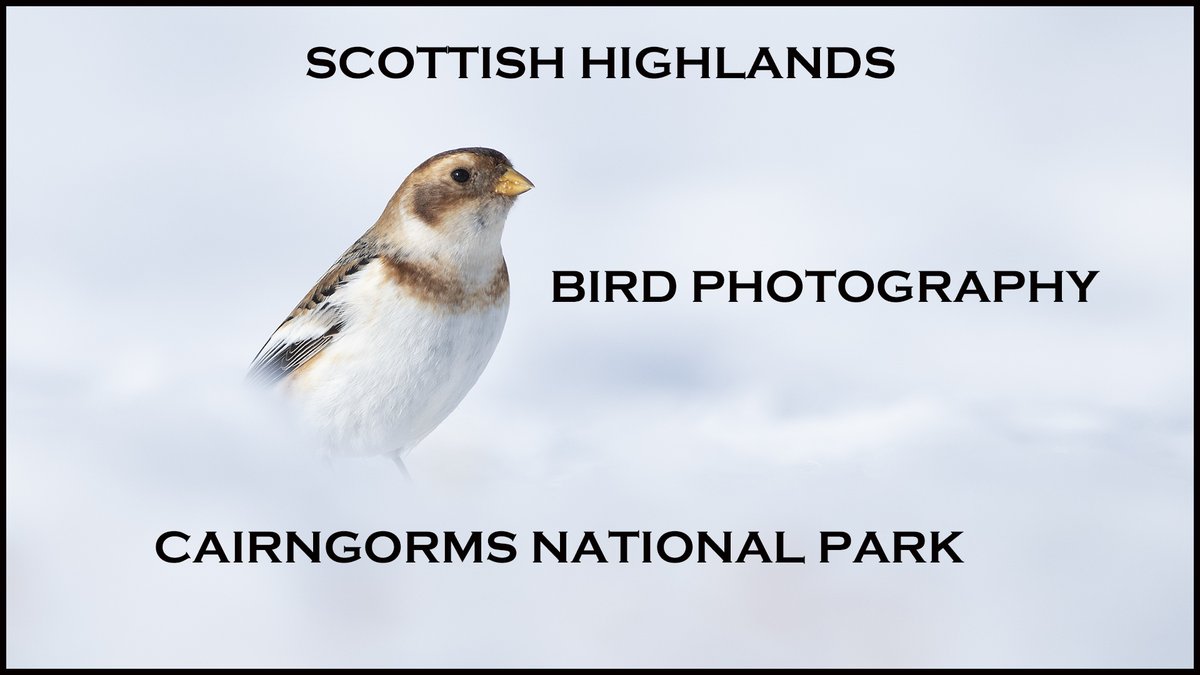 stevehedges7's tweet photo. Just added a new video to my YouTube channel about photographing crested tits and snow buntings in the Scottish highlands. Taken during happier times pre lock down.  https://t.co/2mOKRR9j5B #crestedtits #birdphotography https://t.co/llgp8dNMK1