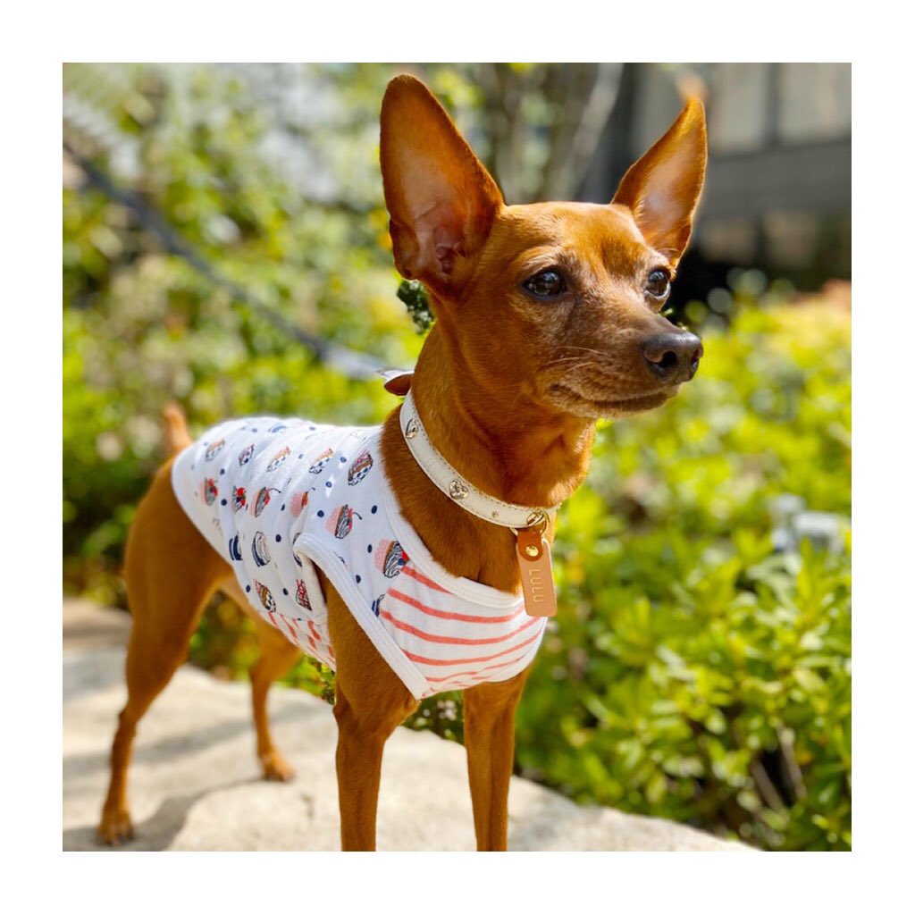 Diral_tokyo's tweet photo. .
代官山仲間の愛犬 LULUちゃんのNameDogTagを作りました。
短毛種の小型犬のミニピンにも良い感じにフィットします🐕☆
愛犬に合わせたカラーのチョイスが可能です★★
カッコかわいい感じが好きな人にお届けする犬用ネームタグです!
(今回裏面にも名前を刻印しめした)
#Diral https://t.co/YKoWHdmFJr