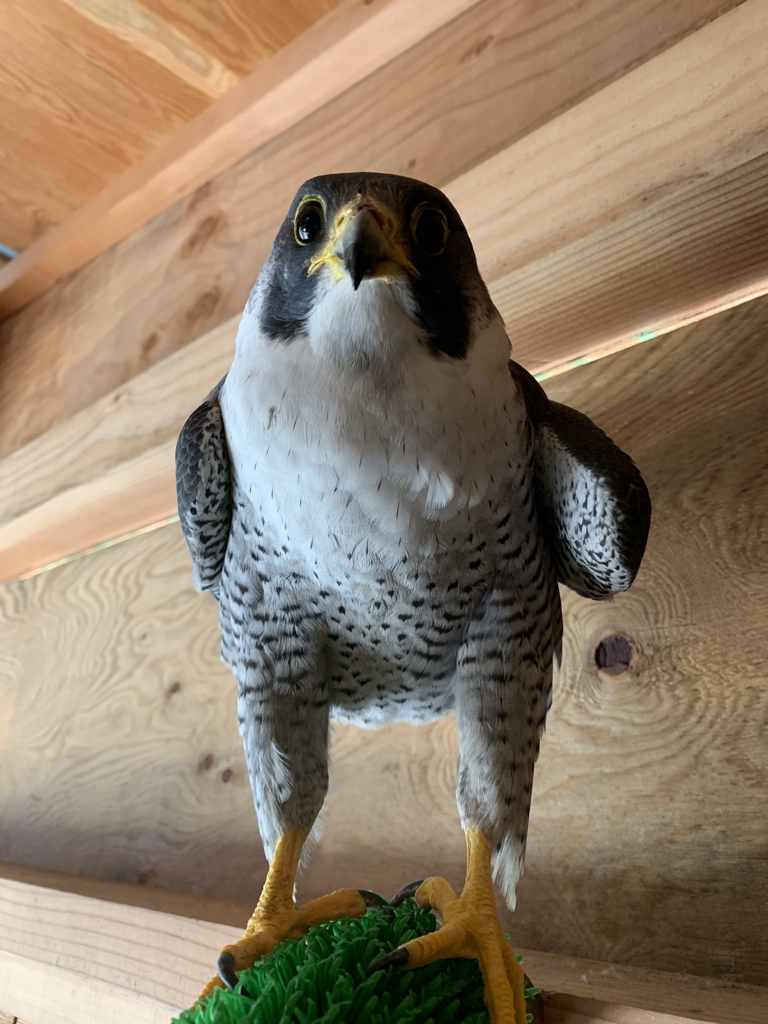 須坂市動物園 公式 ハヤブサはよく見るとこんなに可愛い生き物なんです この子はケガをして保護されました 野生には戻れませんが 飼育下で立派に生きています 須坂市動物園 ハヤブサ T Co 9hcxxo0jne Twitter