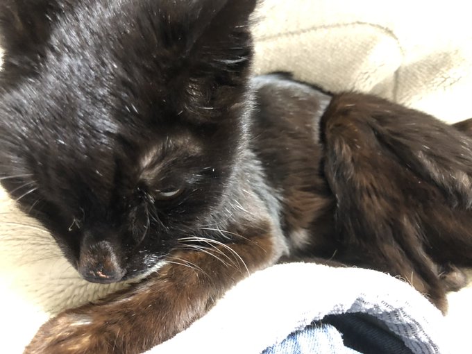 ジジ様のtwitterイラスト検索結果