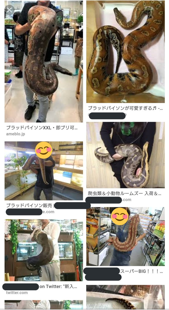 風のささやき Di Twitter てゆーか こんなんが逃げたのに気付かないのも中々 夜中とか留守中に逃げたのかな 蛇が好きで余裕で触れるあたしでも流石にこのサイズをペットショップや動物園以外の街中で見掛けたらちょっとビビるなぁwww 浦添市 ペット脱走 脱走