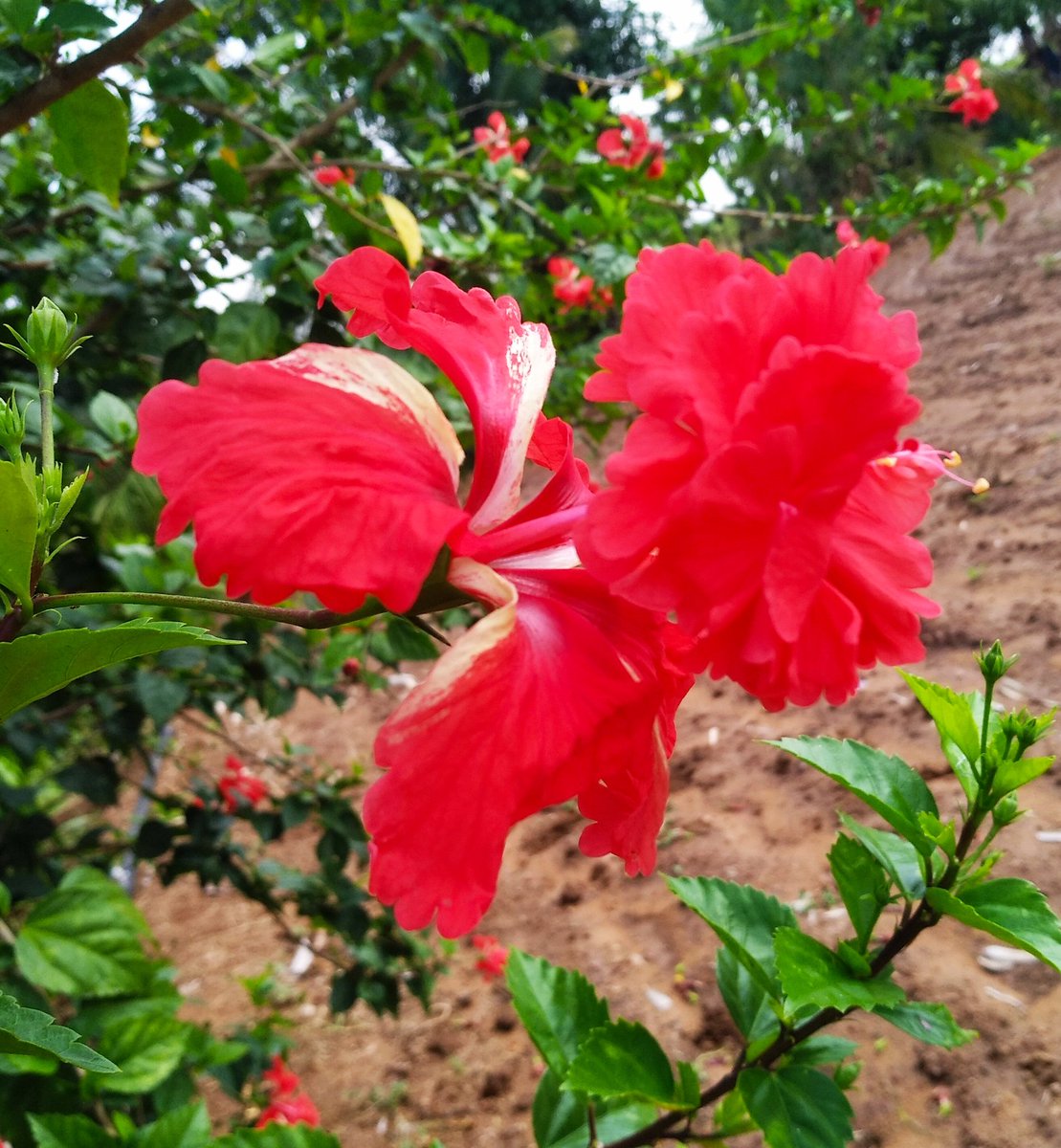 Add more colours to this thread!Today's bloom, brings in freshness and positivity. What's in your garden?Stay Positive !