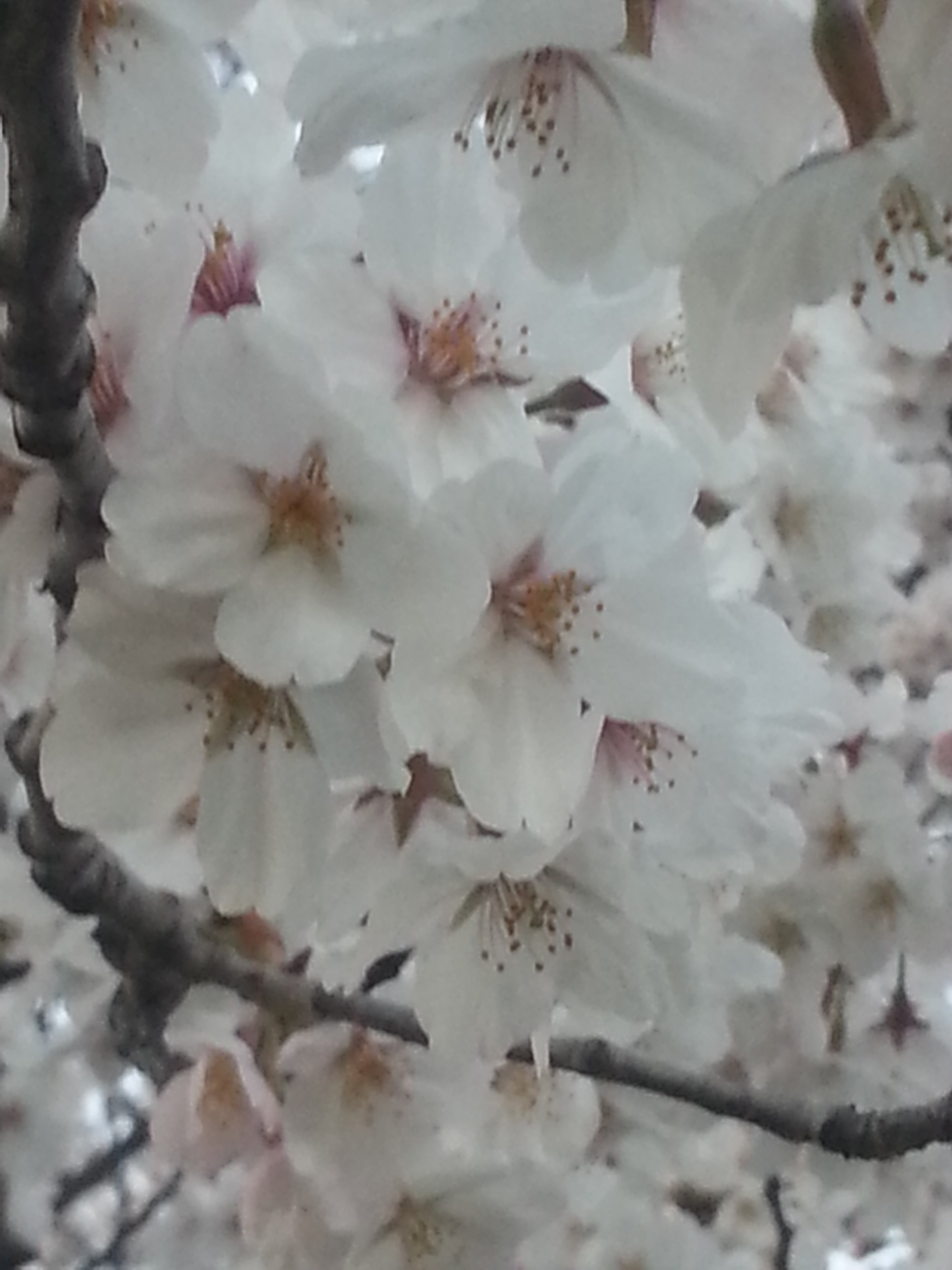ももんがカフェ ロースタリー 桜見納め 日野の桜の名所 お店近くでも桜が咲いています お店すぐ側の中央公園や市役所の桜並木で 桜が見納めです 日野市では桜の名所となっております お花見と一緒にぜひ遊びにいらしてください カフェ 花見 日野の