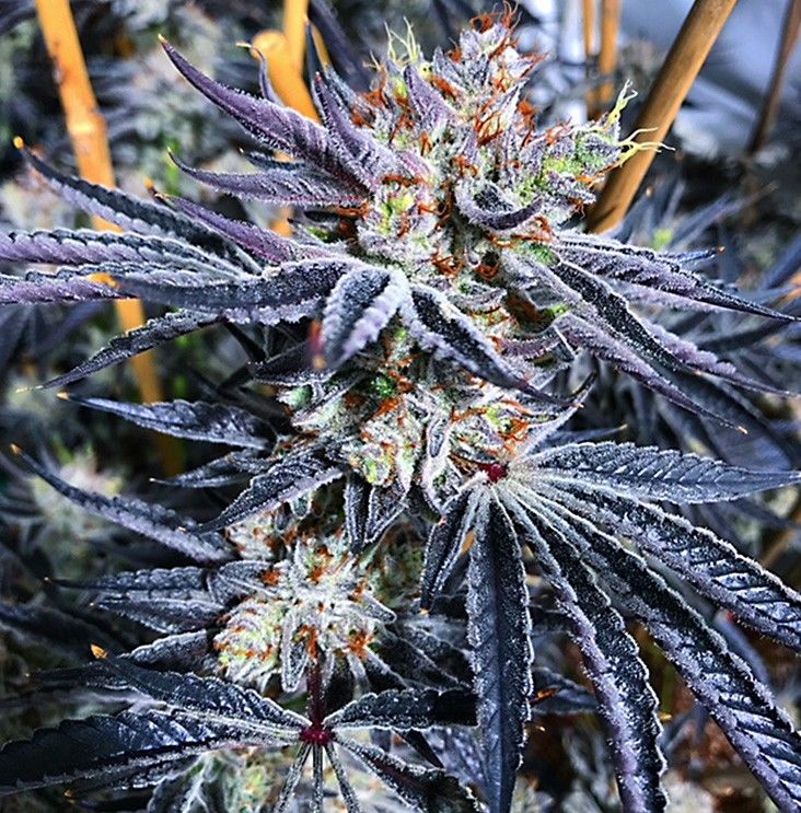 elle_yess's tweet photo. #GreenGrub✨💨💨💨#MonkeyMints #CannabisCommunity✨ https://t.co/g5Qy2LZxAn