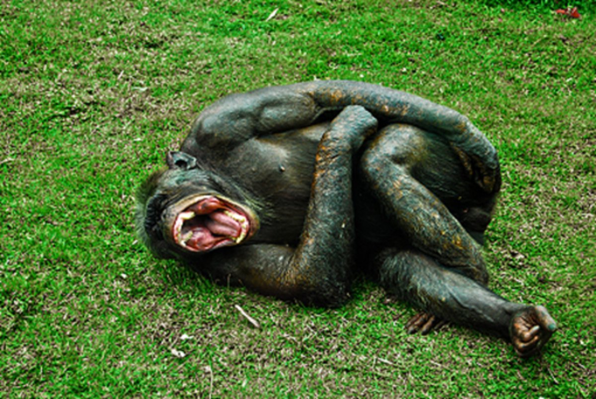 Funny Monkey Daily!! (@Daily_Monkey_ha) / Twitter Funny Monkey Daily!! (@Daily_Monkey_ha) / Twitter