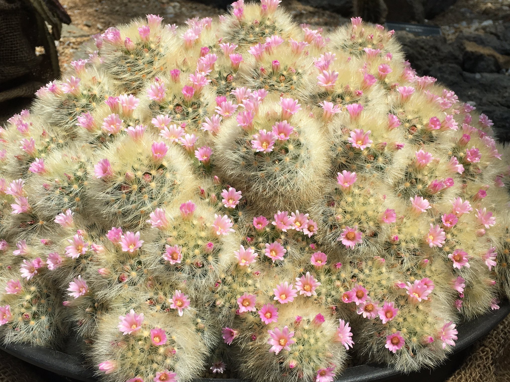 تويتر 咲くやこの花館 على تويتر 毎年人気のサボテン Amp 多肉植物展は残念ながら開催できませんでしたが 館内のサボテン たちにはたくさんのお花が付いています 中でもマミラリア ラウイ ノビロはまるでお花畑 咲くやこの花館 エア博物館 エア植物園 自宅で تويتر 咲くやこの花館 على تويتر 毎年人気のサボテン Amp 多肉植物展は残念ながら開催できませんでしたが 館内のサボテン たちにはたくさんのお花が付いています 中でもマミラリア ラウイ ノビロはまるでお花畑 咲くやこの花館 エア博物館 エア植物園 自宅で