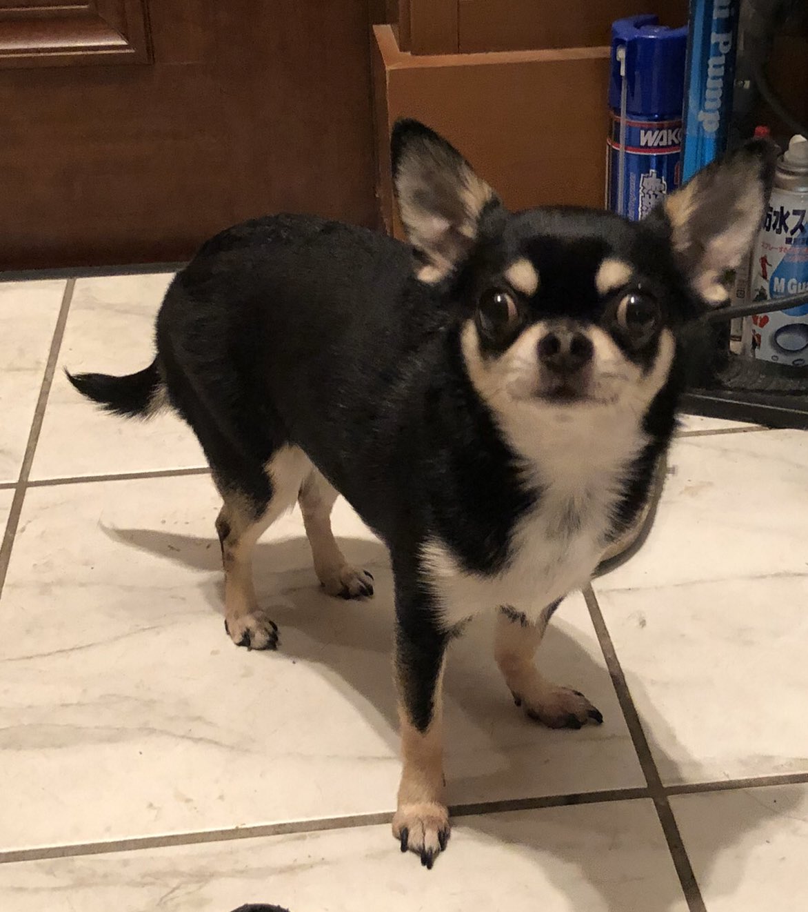 Twitter 上的 あもるこ4姉妹 あもるこ4姉妹 自己紹介 長女 あむ 4歳 ブラックタン Amp ホワイト 次女 もあ 4歳 レッド Amp ホワイト 3女 るあ 2歳 ホワイト Amp クリーム 4女 あこ 1歳 チョコレート Amp タン チワワ スムースチワワ ロングチワワ スムース Twitter 上的 あもるこ4姉妹 あもるこ4姉妹 自己紹介 長女 あむ 4歳 ブラックタン Amp ホワイト 次女 もあ 4歳 レッド Amp ホワイト 3女 るあ 2歳 ホワイト Amp クリーム 4女 あこ 1歳 チョコレート Amp タン チワワ スムースチワワ ロングチワワ スムース