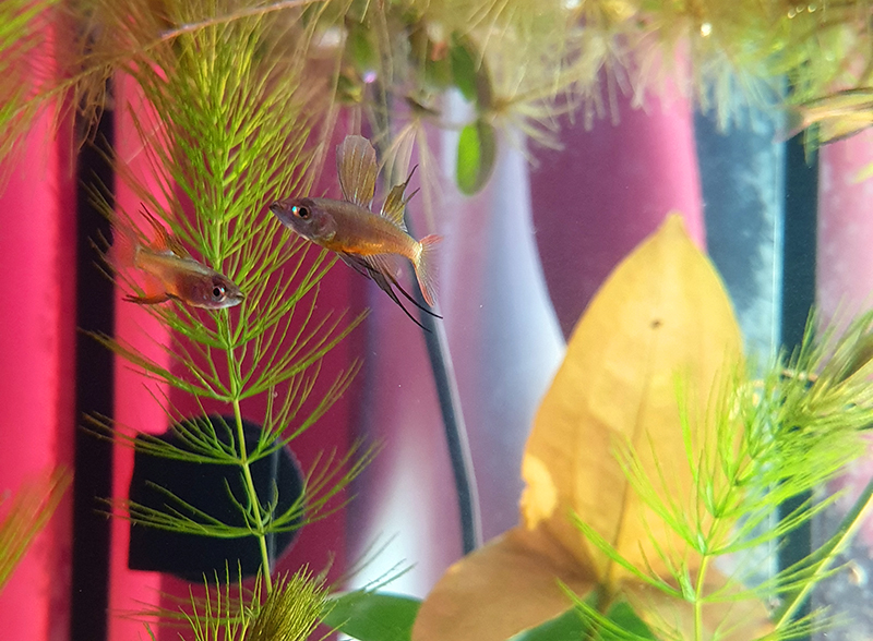 these fish are so small...but so cool.They're also extremely difficult to photograph since they are so zippy and never sit still.I thought I had all males, but the bottom right most fish in the top right photograph may actually be female if...it's not a very young male.