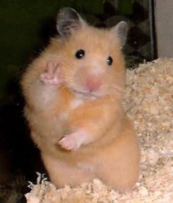 🐹