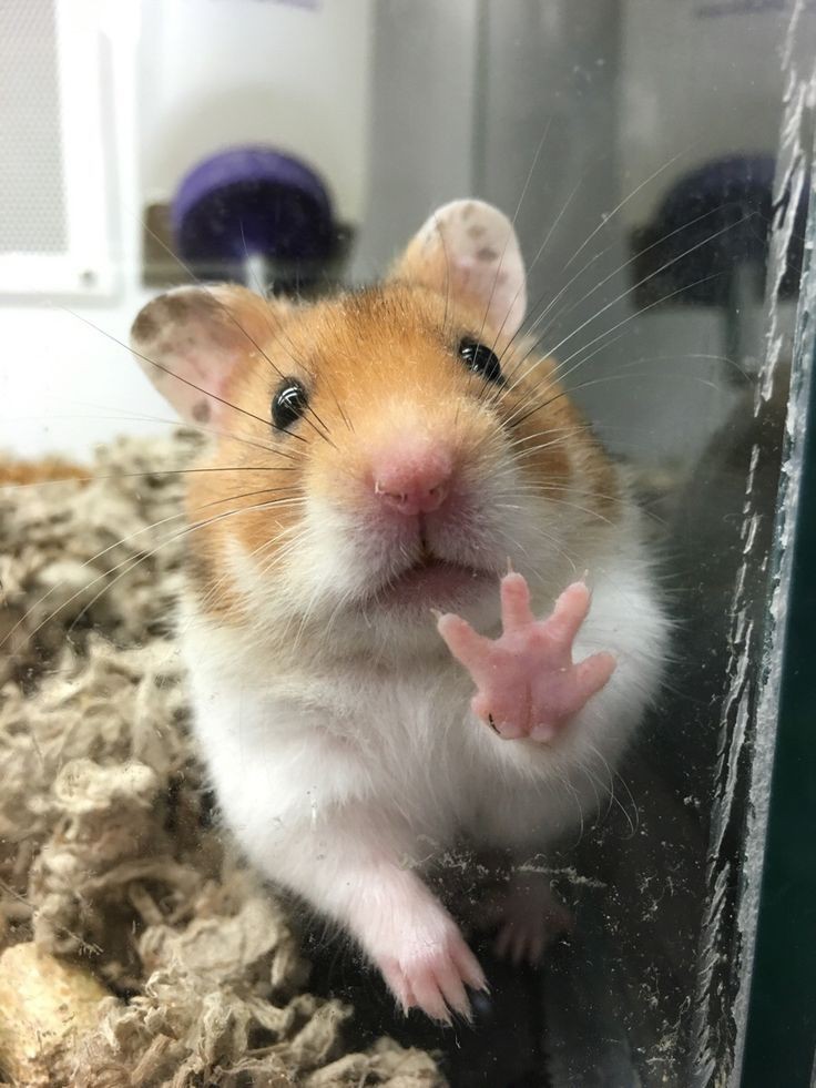 🐹