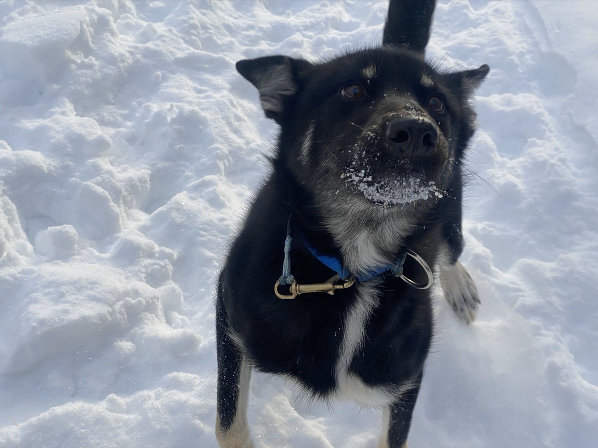 Rey is extremely guilty, as you can see, of snarfing snow. If only her lawyer was around