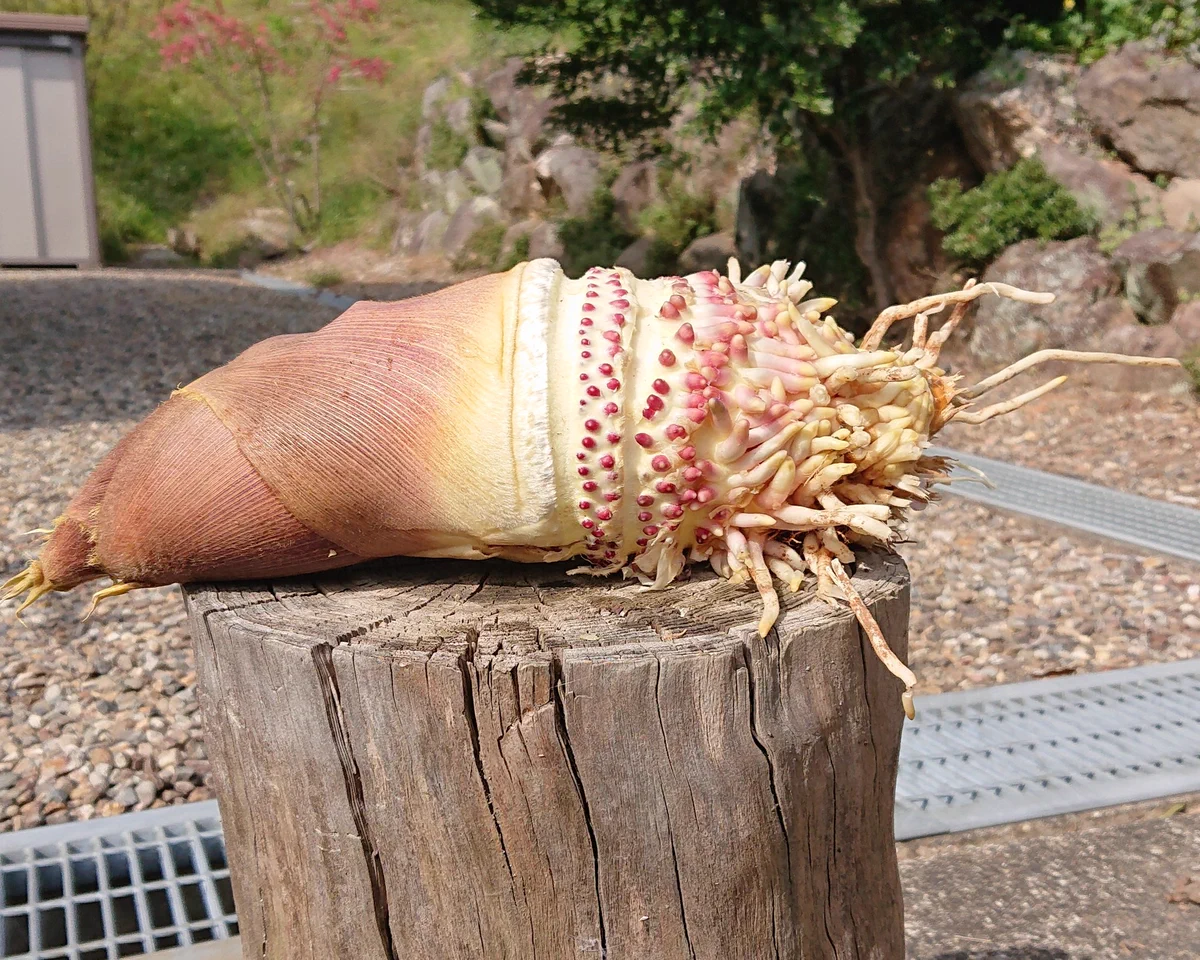 まるで王蟲みたい？！タケノコの根本はこんな風になっていた！