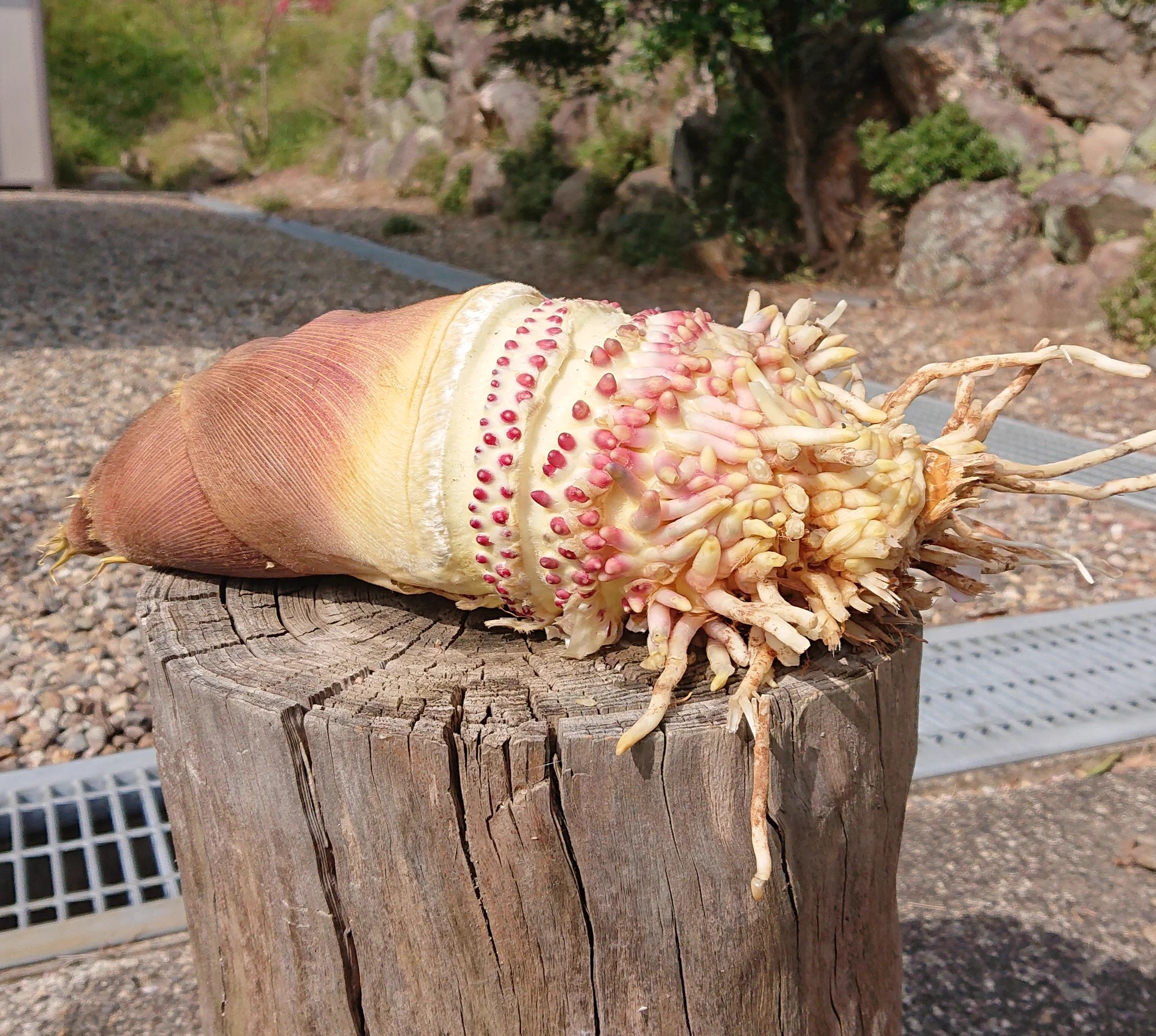 まるで王蟲みたい？！タケノコの根本はこんな風になっていた！