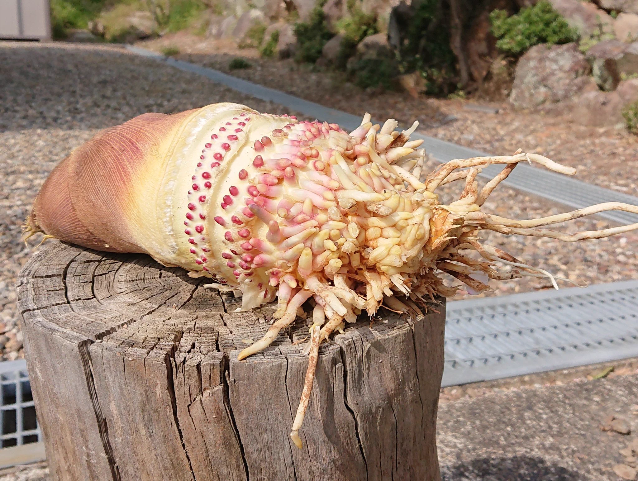 まるで王蟲みたい？！タケノコの根本はこんな風になっていた！