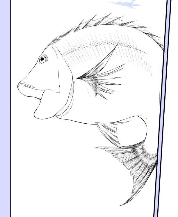 お魚作業工程 