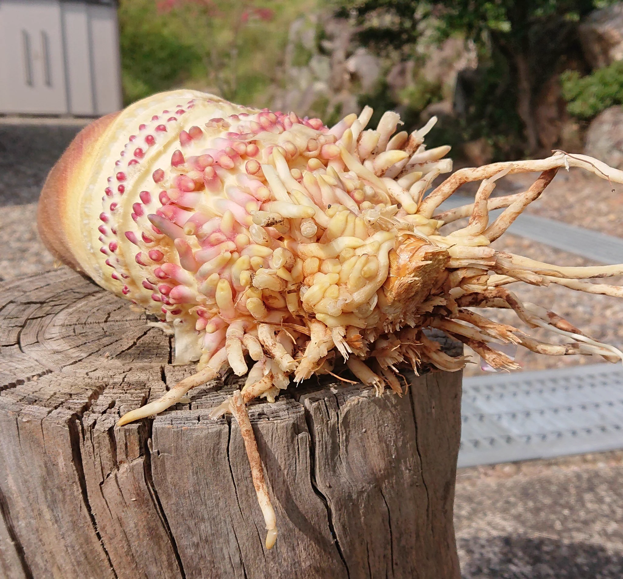 まるで王蟲みたい？！タケノコの根本はこんな風になっていた！