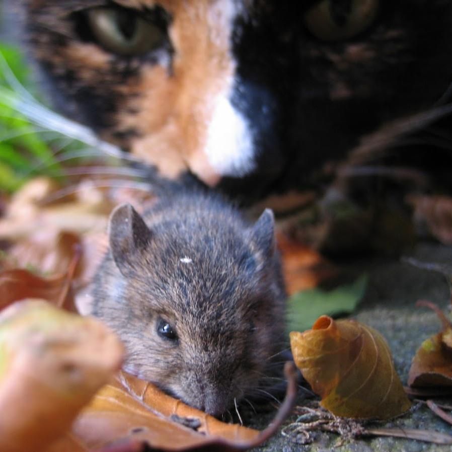 Jippernl's tweet photo. Onze poes werd volledig genegeerd door de muis in onze tuin. Het deed hem echt helemaal niets dat er een kat boven hem hing. Het levert wel een mooie foto op zo! 🐭🐈

#CatsOfTwitter #katten #cats #muizen #kattenvantwitter https://t.co/uSnthEkrEs