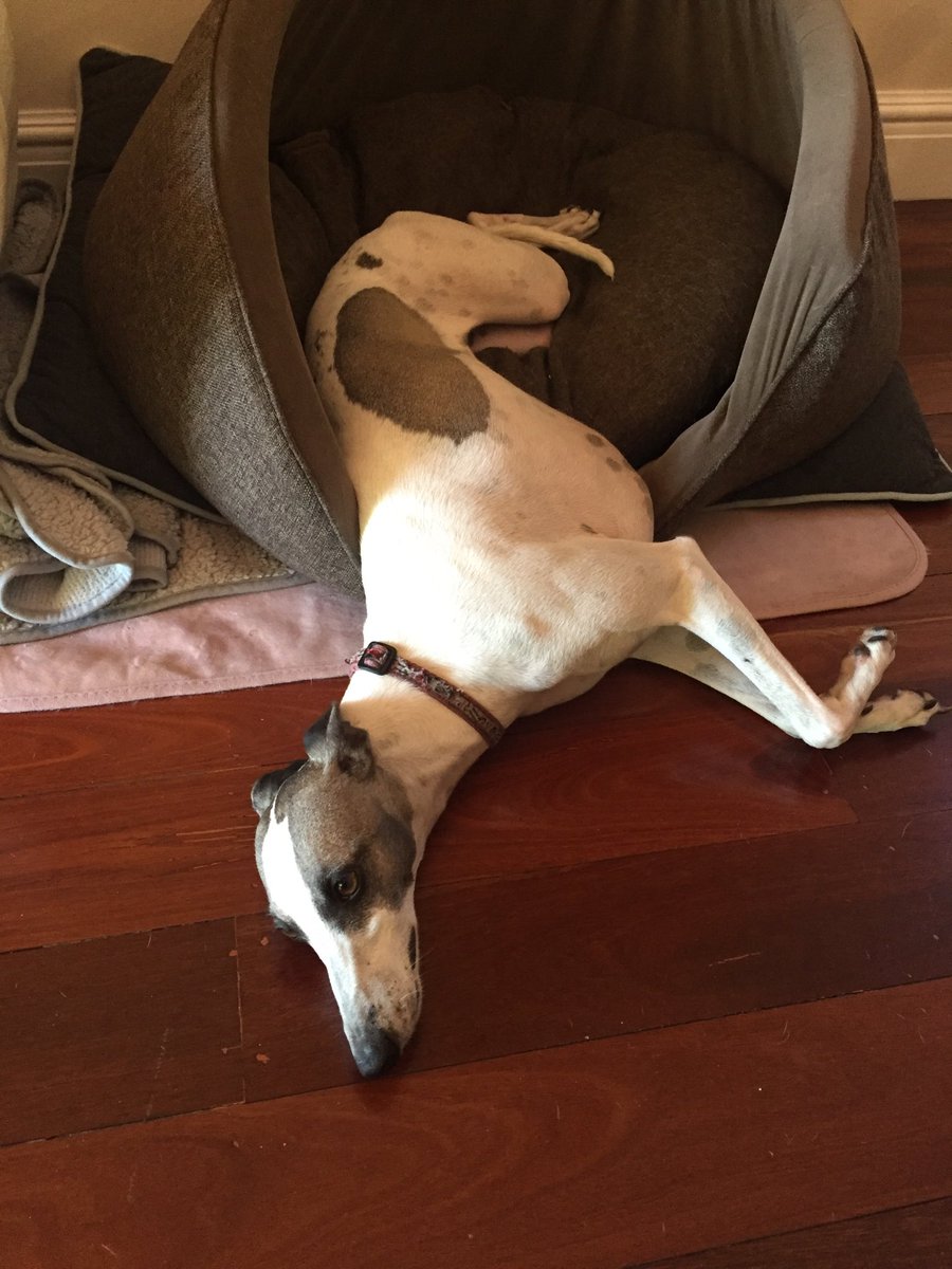 mark_disilvio's tweet photo. Happy #NationalPetDay. Hard life being a whippet in this family https://t.co/2eTJj0hmzk