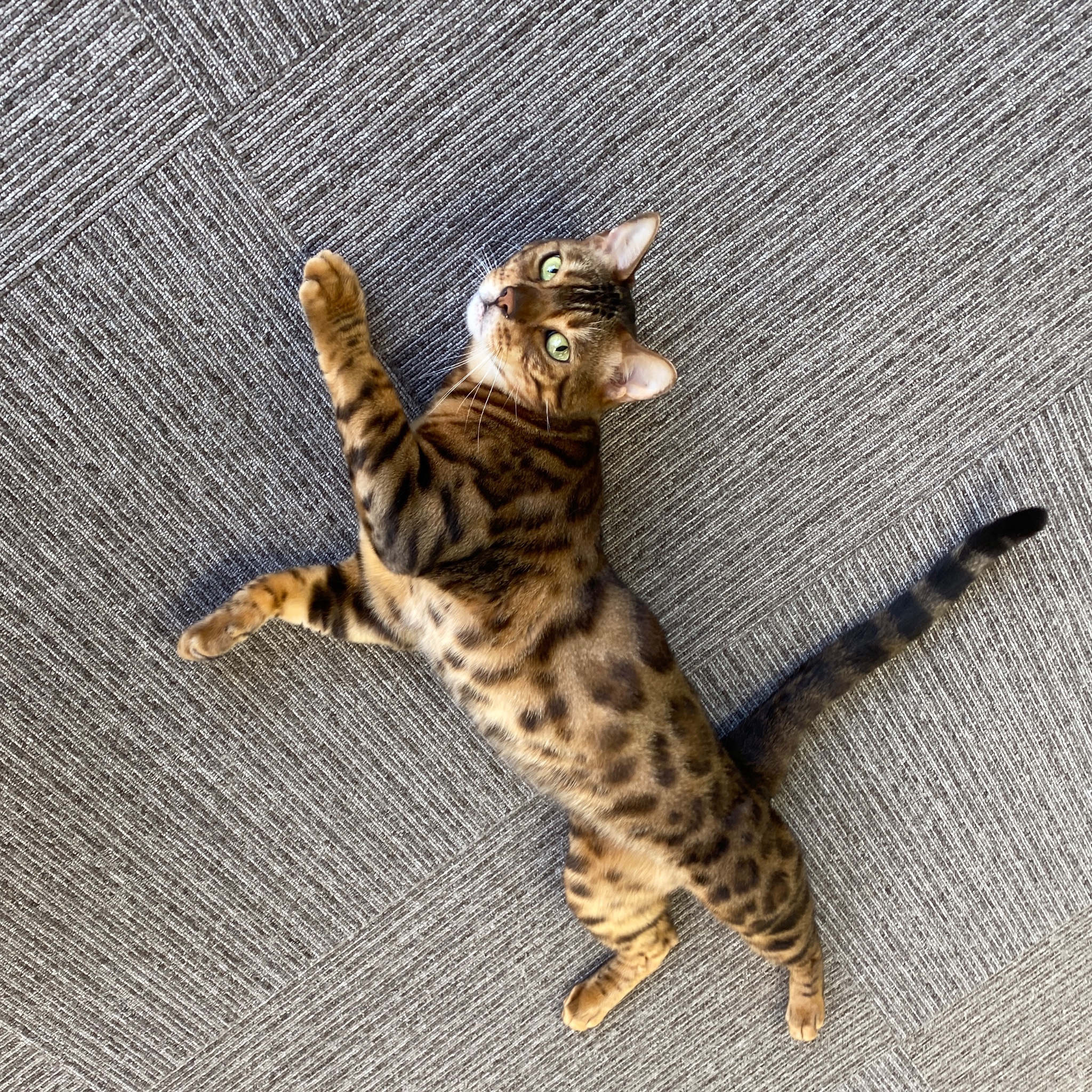 Tweets With Replies By ねこランド春日部西口店 6pd9yu00fbvfgjm Twitter