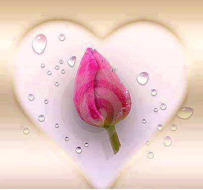 ss00030's tweet photo. كن جمالا كن سلاما كن حبا تشرق به القلوب ♥️♥️ https://t.co/jxoiXBHjzf