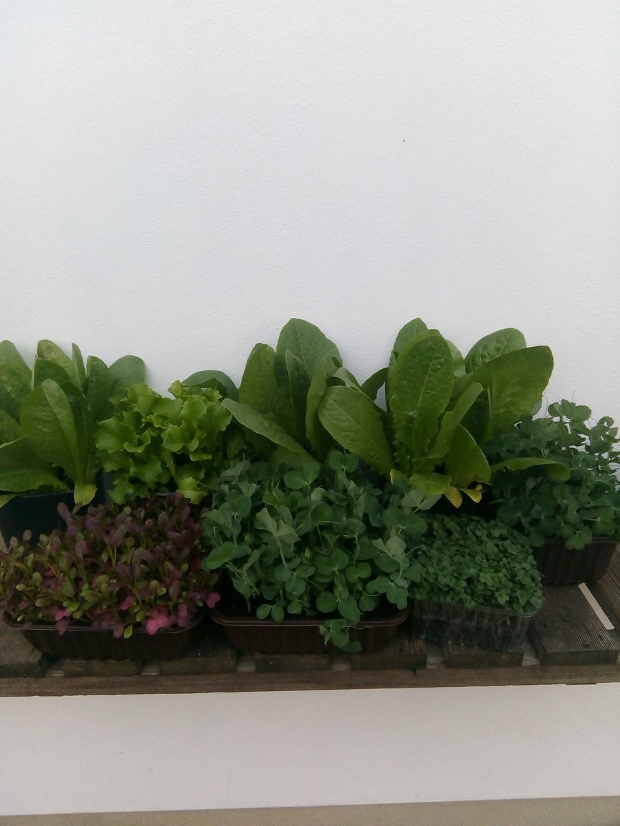 glawpreseli's tweet photo. Home grown salad - ready for the weekend! https://t.co/us6d4HO32x