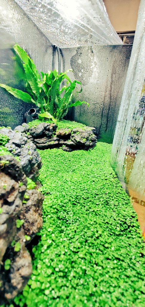 水草の種 水草の種