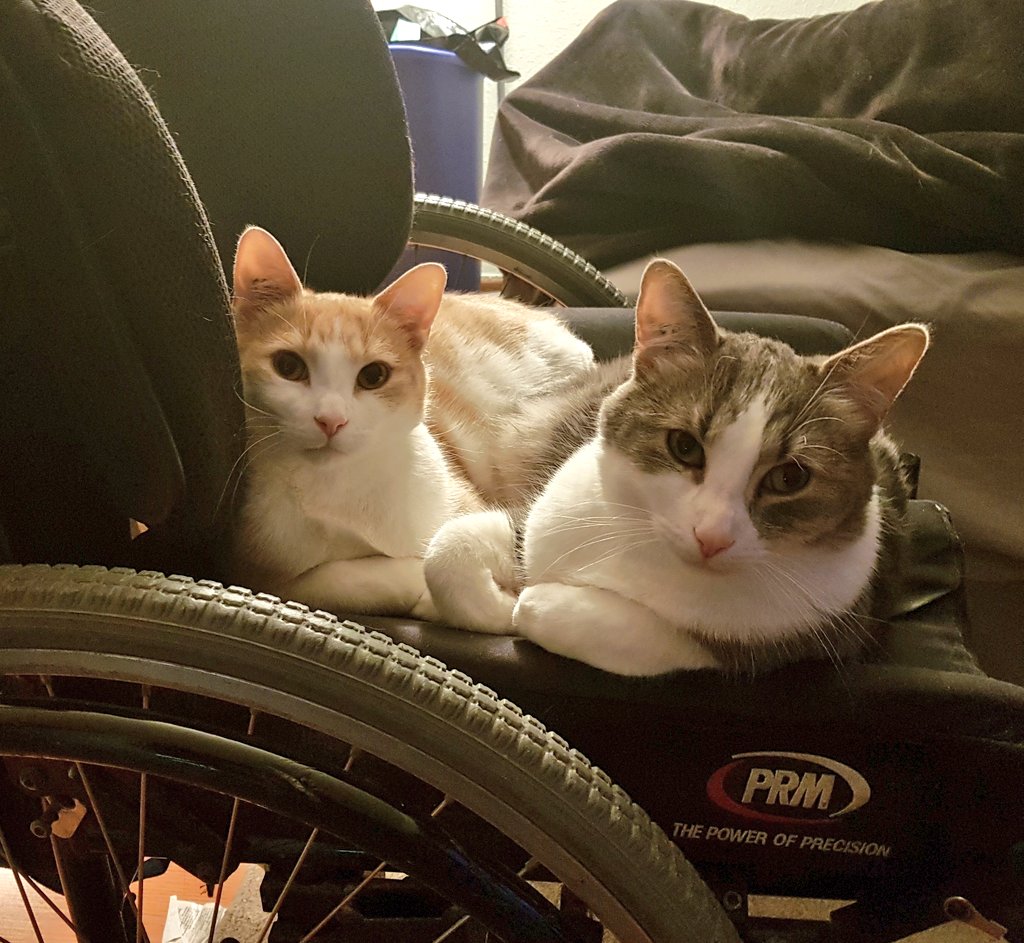 joaniewon's tweet photo. @DiLaheurte @NiceKiTTy4u @Stargazer600 Here they are! https://t.co/An4gg0NgtS